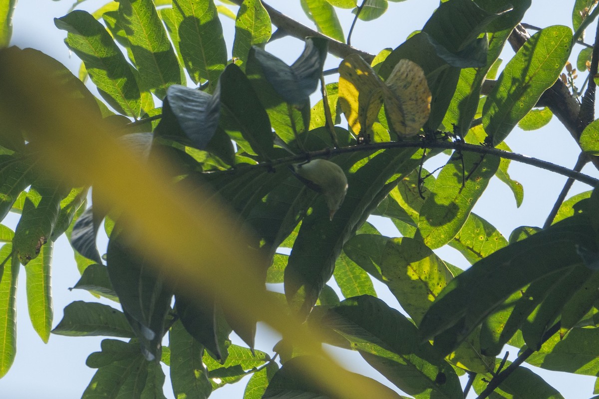Plain Gerygone - ML633651933