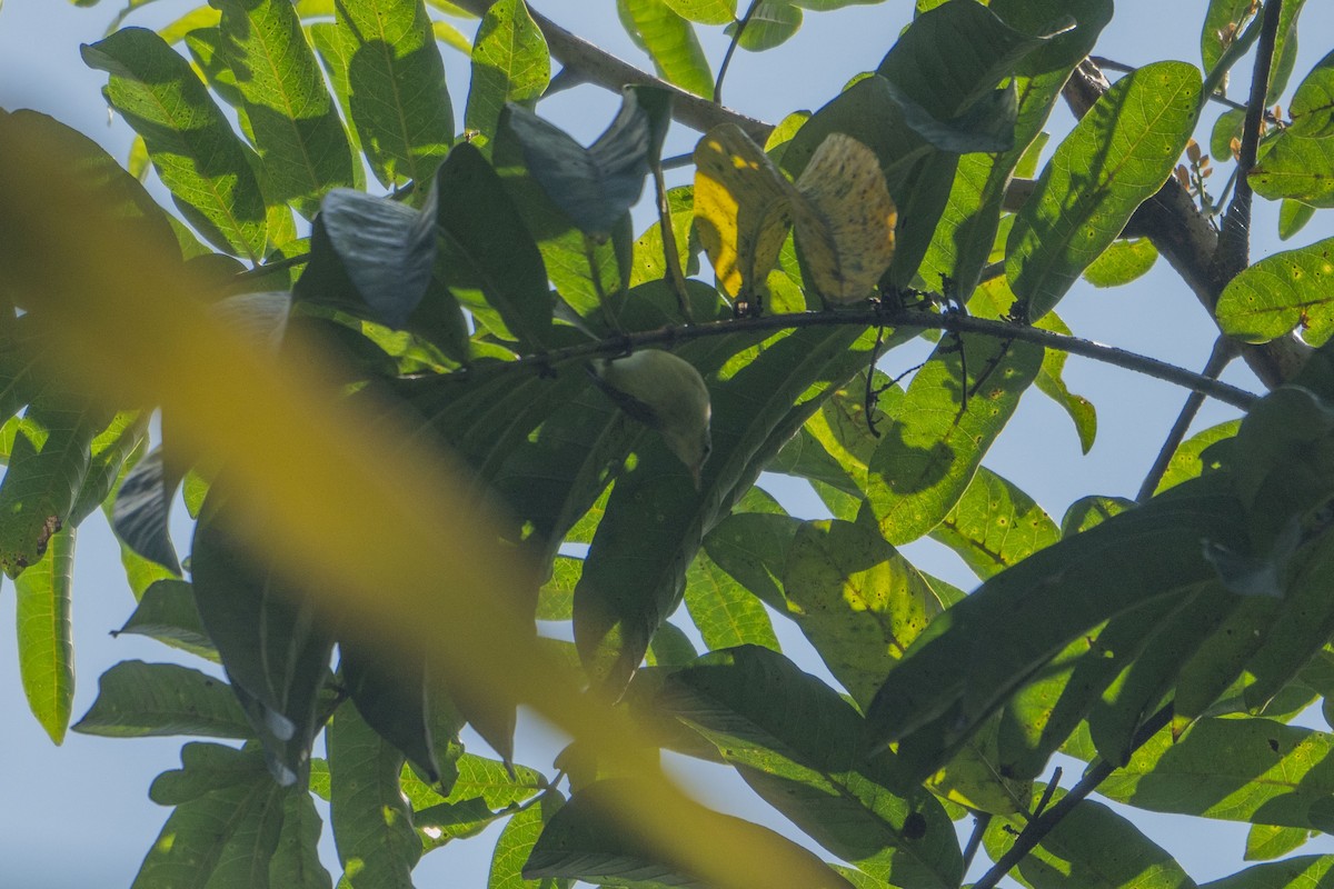 Plain Gerygone - ML633651934