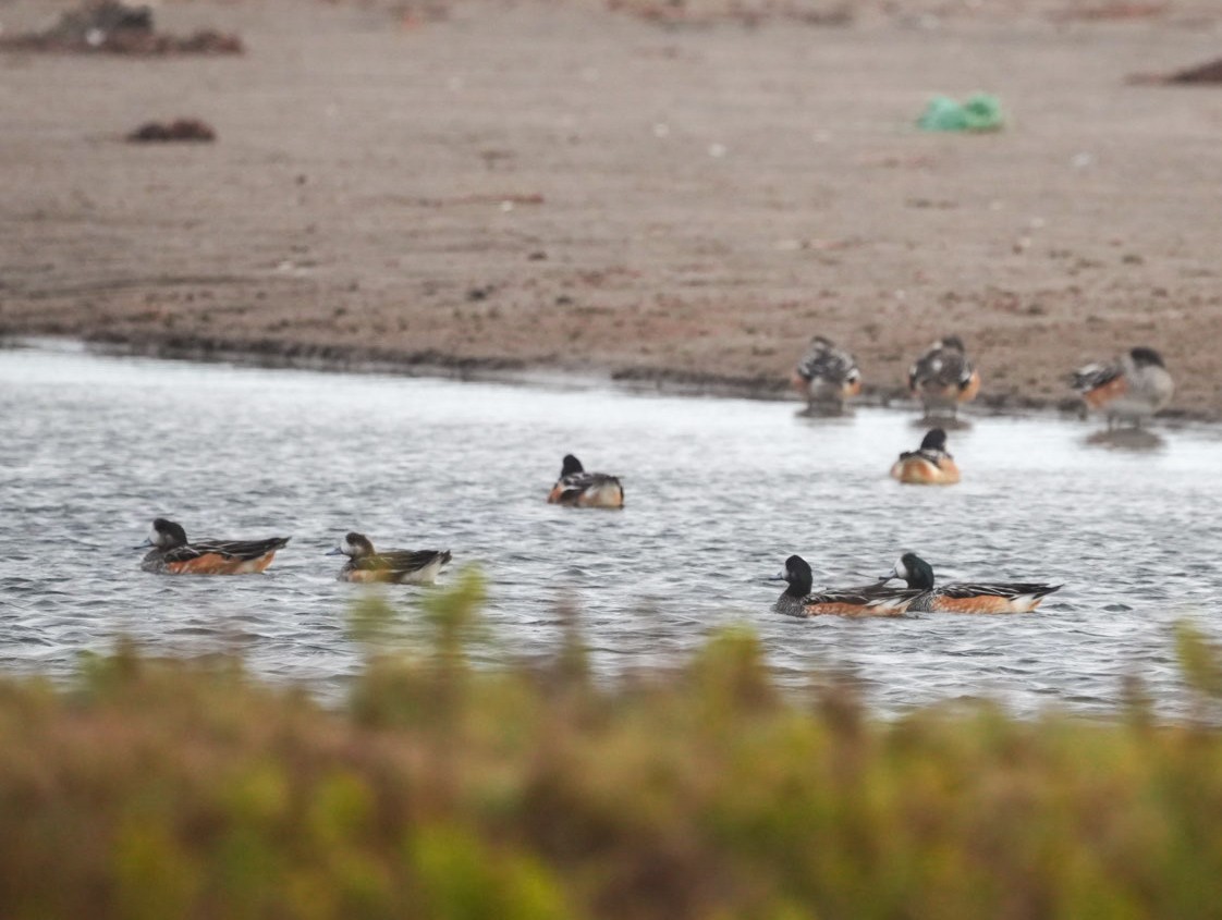 Chiloe Wigeon - ML633651936