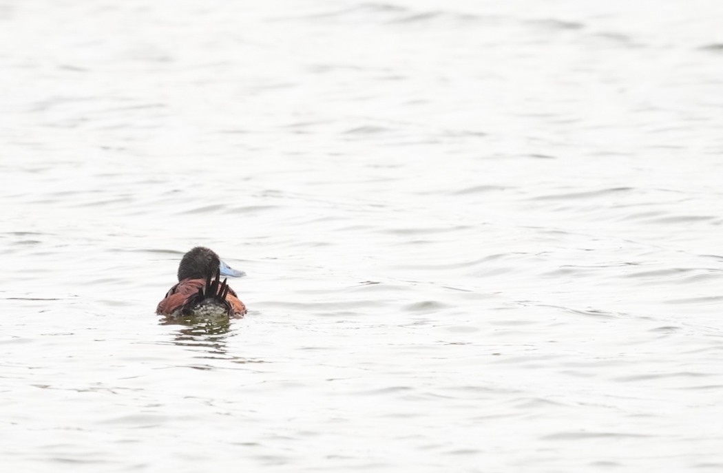 Lake Duck - ML633651961