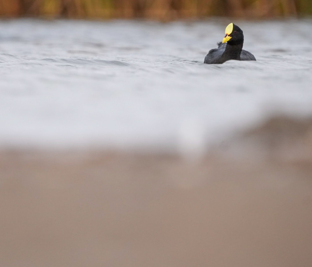 Red-gartered Coot - ML633651974