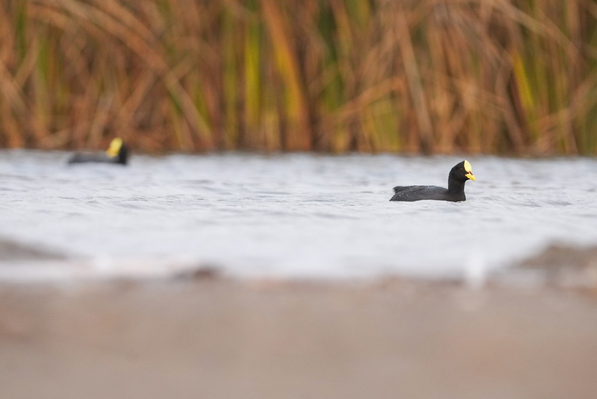 Red-gartered Coot - ML633651976