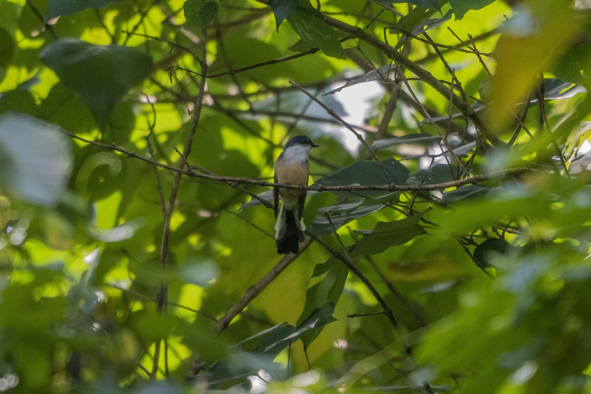 Northern Fantail (Timor) - ML633651979