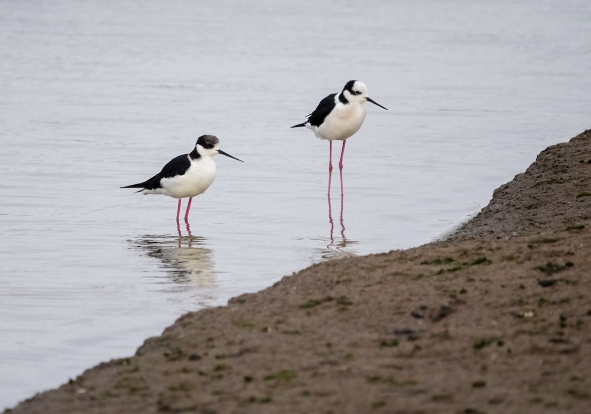 Black-necked Stilt - ML633651982