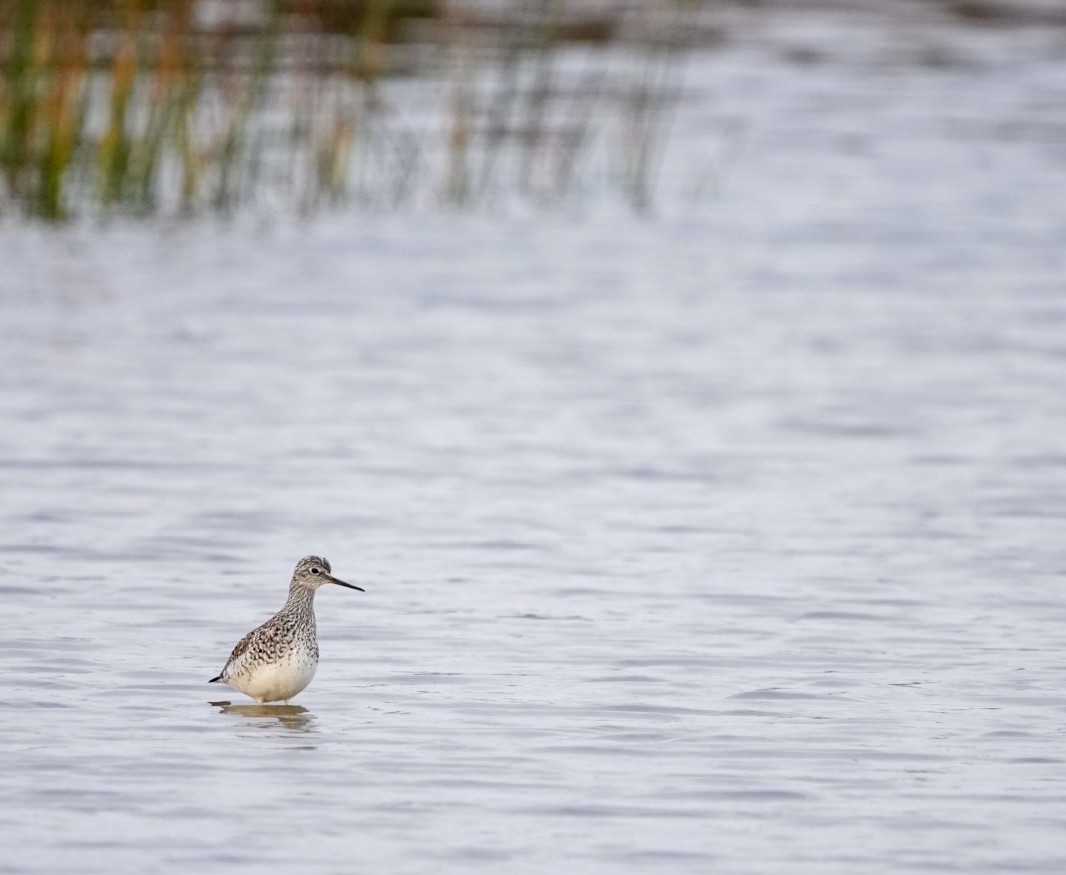Greater Yellowlegs - ML633651987