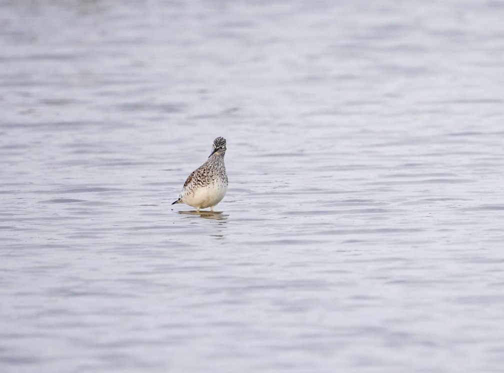 Greater Yellowlegs - ML633651988