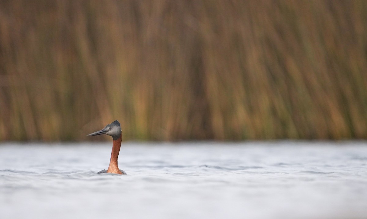 Great Grebe - ML633651994