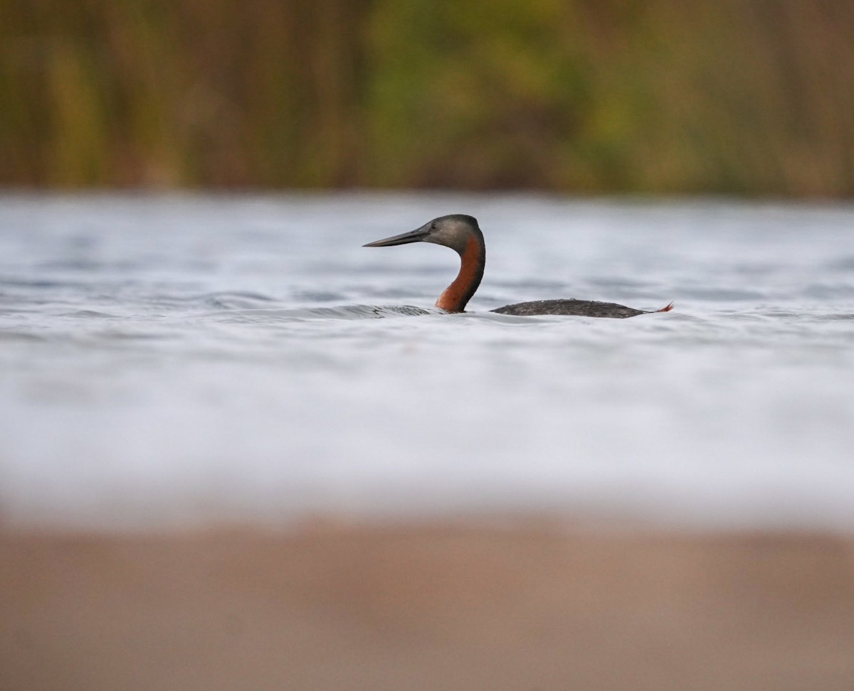 Great Grebe - ML633651995