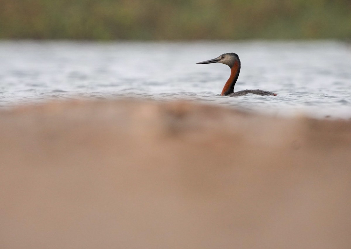 Great Grebe - ML633651996