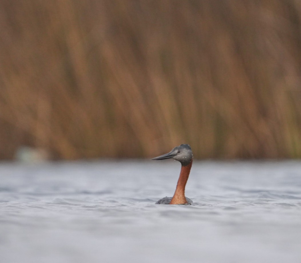 Great Grebe - ML633651997