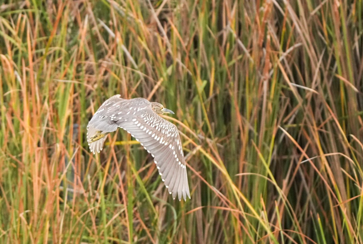 Black-crowned Night Heron - ML633652016
