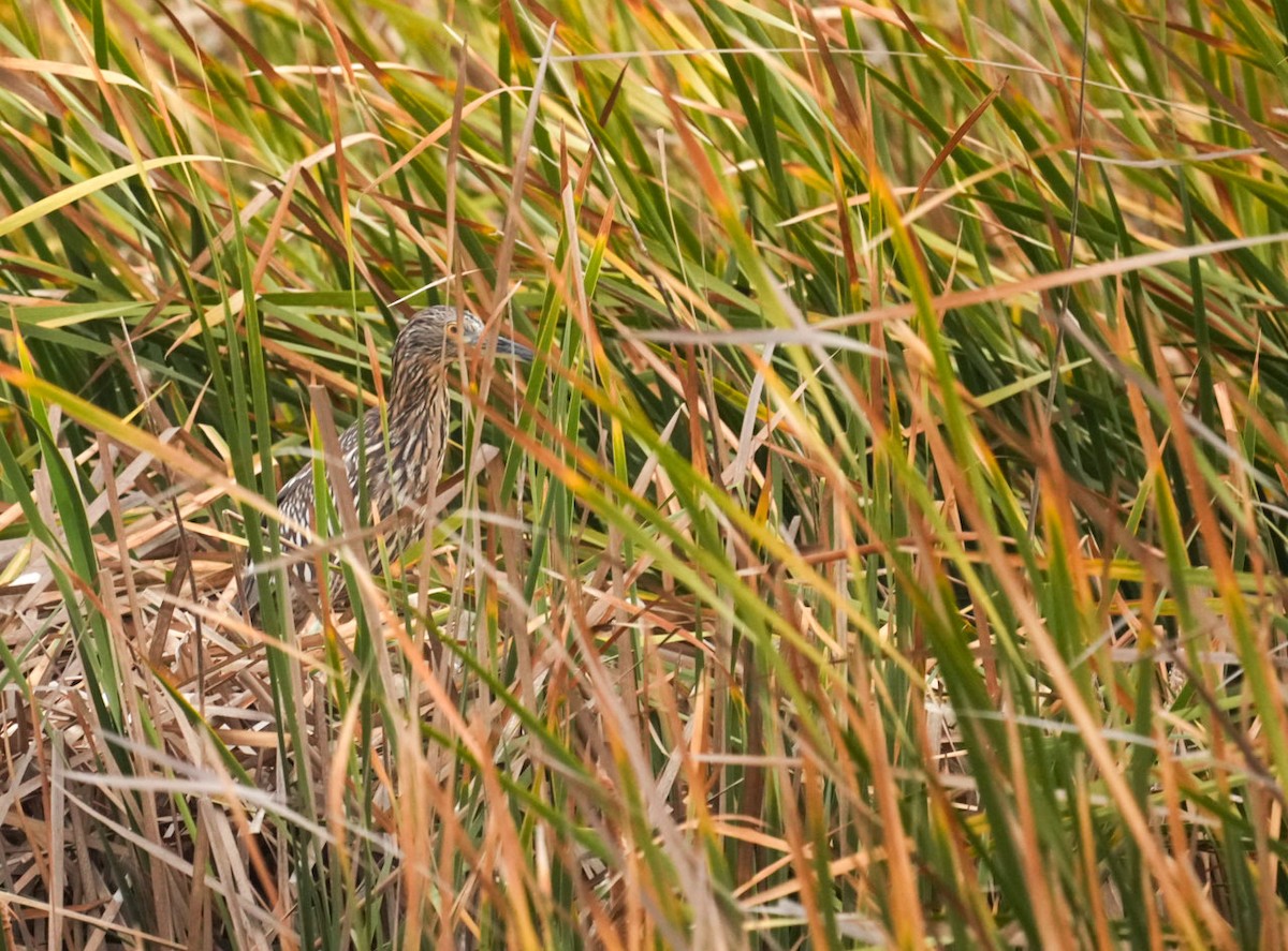 Black-crowned Night Heron - ML633652017