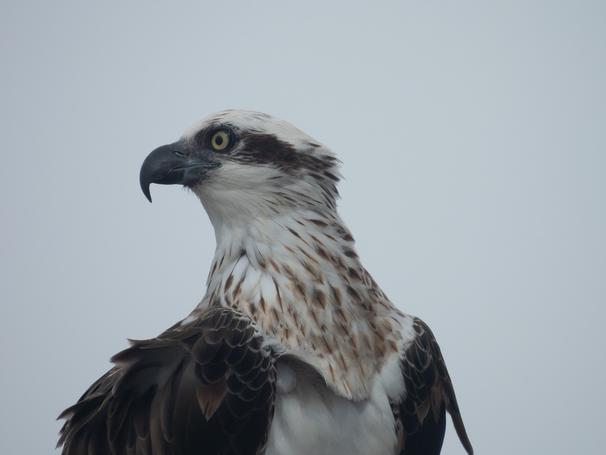 Osprey (Australasian) - ML633652033