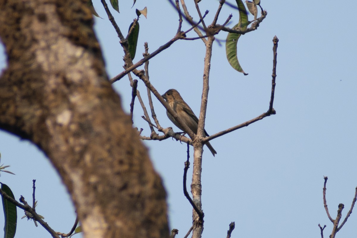 Common Rosefinch - ML633652061