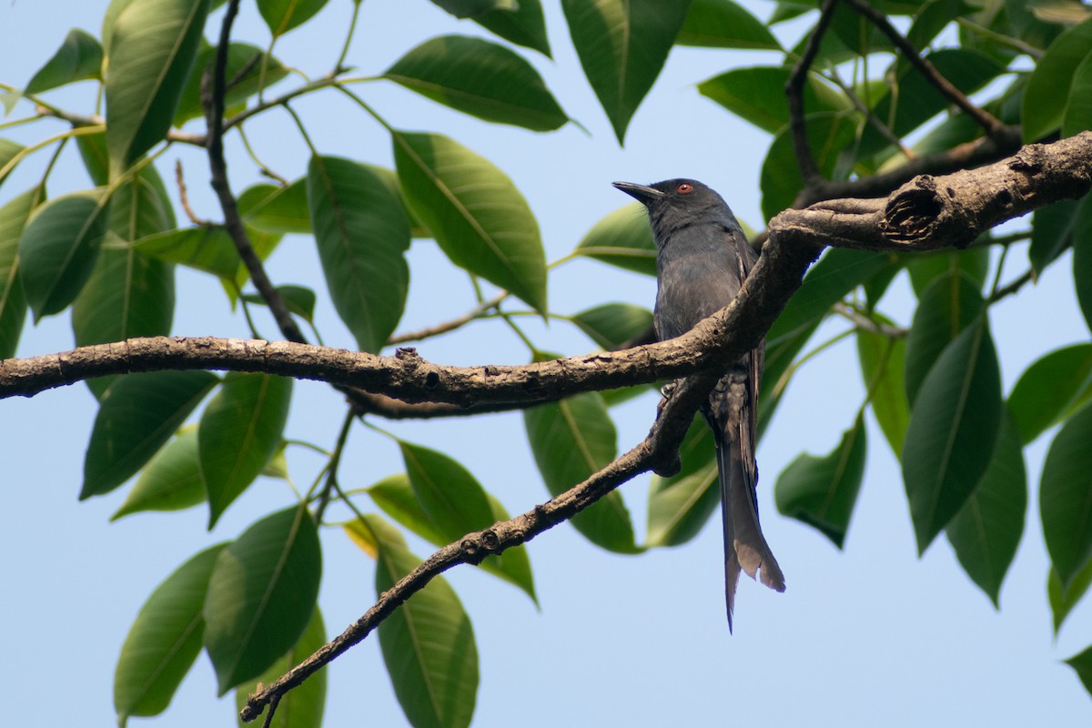 Ashy Drongo - ML633652093