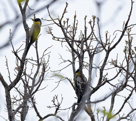 Black-headed Woodpecker - ML633652205