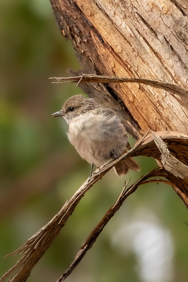 Dusky Robin - ML633652224