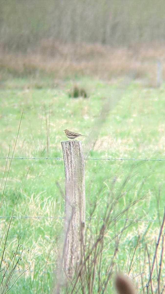 Tree Pipit - ML633652275