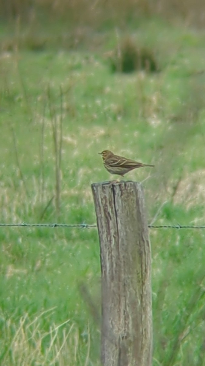 Tree Pipit - ML633652276
