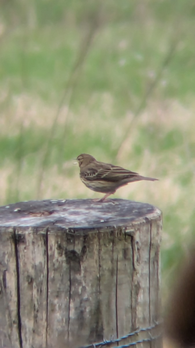 Tree Pipit - ML633652278