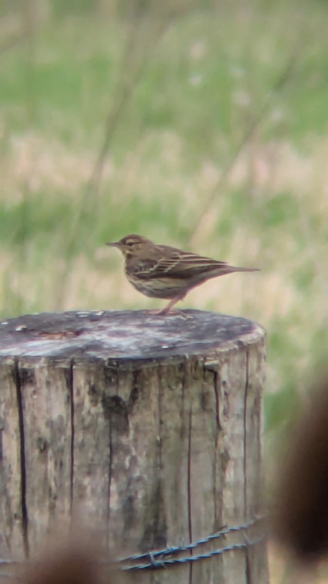Tree Pipit - ML633652279
