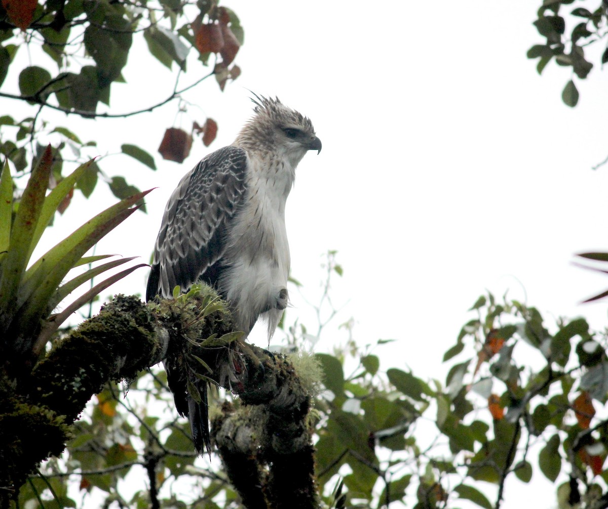 Black-and-chestnut Eagle - ML633652288