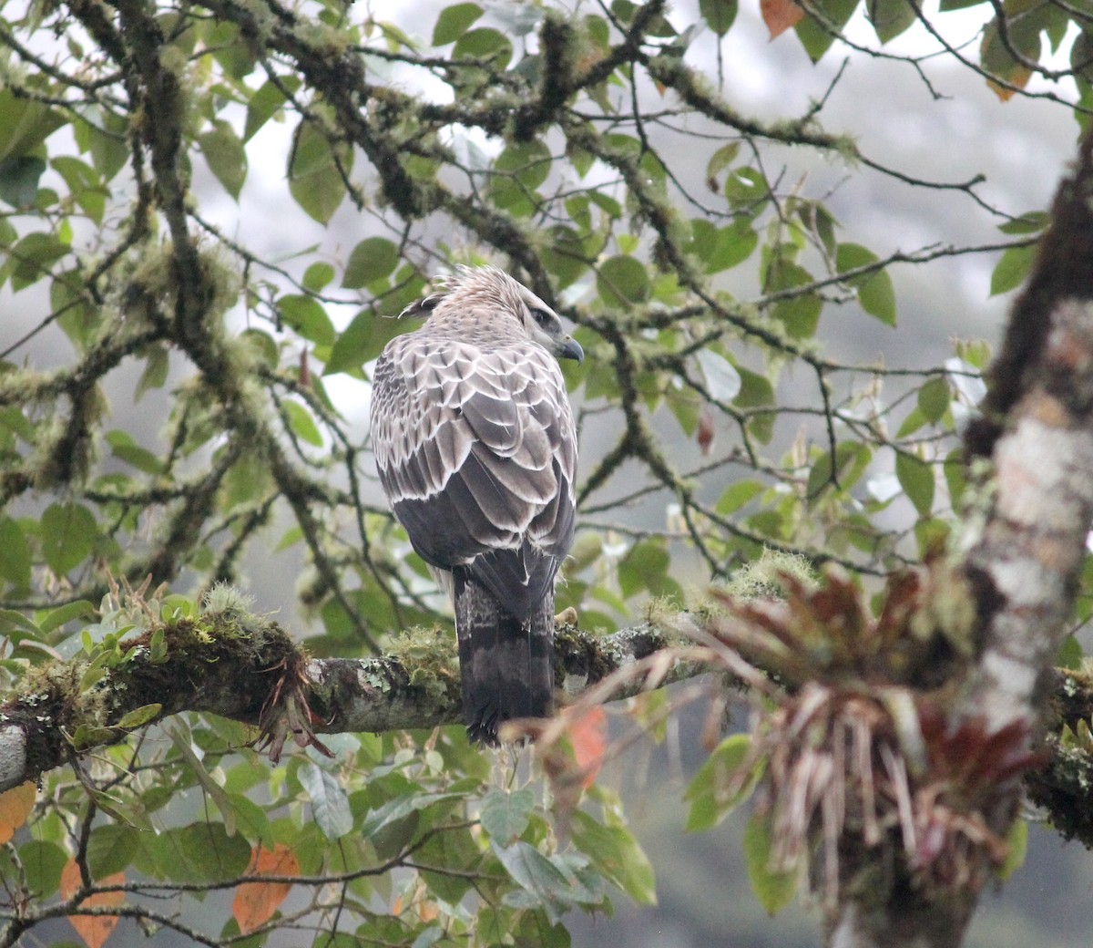 Black-and-chestnut Eagle - ML633652289