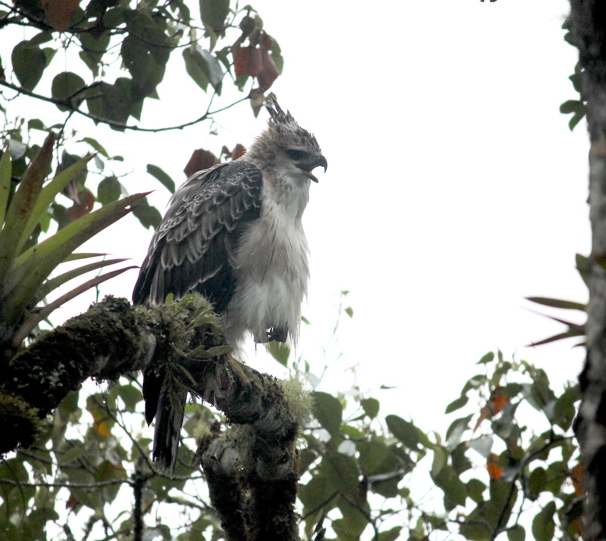 Black-and-chestnut Eagle - ML633652295