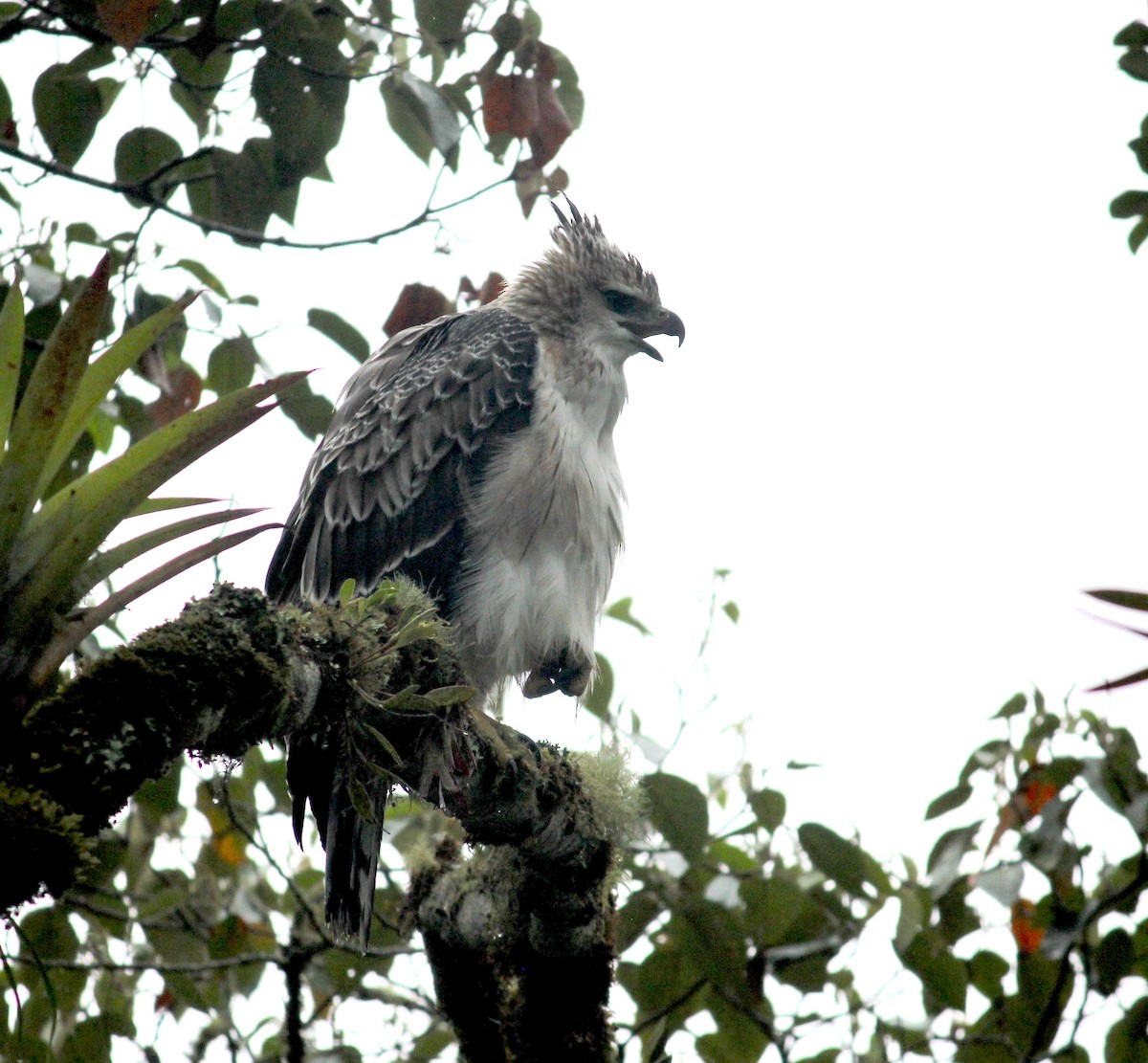 Black-and-chestnut Eagle - ML633652297