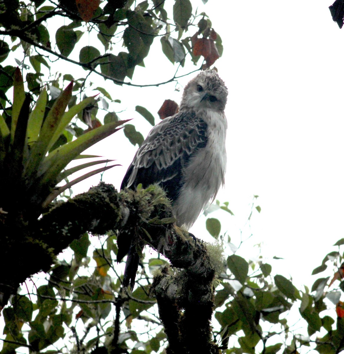Black-and-chestnut Eagle - ML633652302