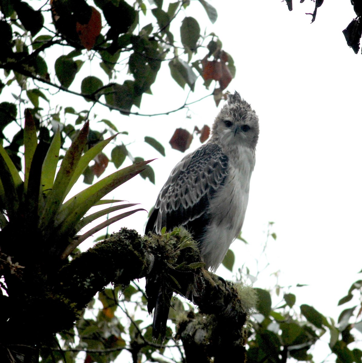 Black-and-chestnut Eagle - ML633652303