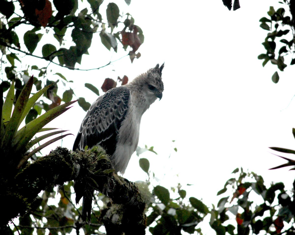 Black-and-chestnut Eagle - ML633652305