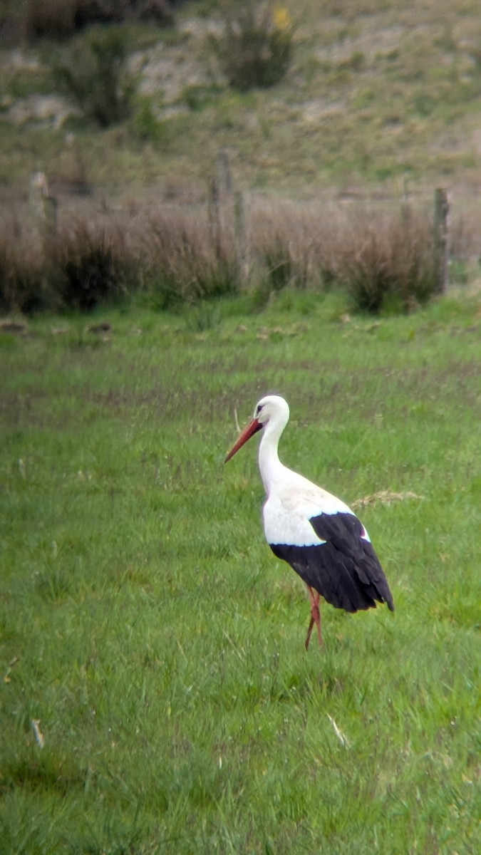 White Stork - ML633652325