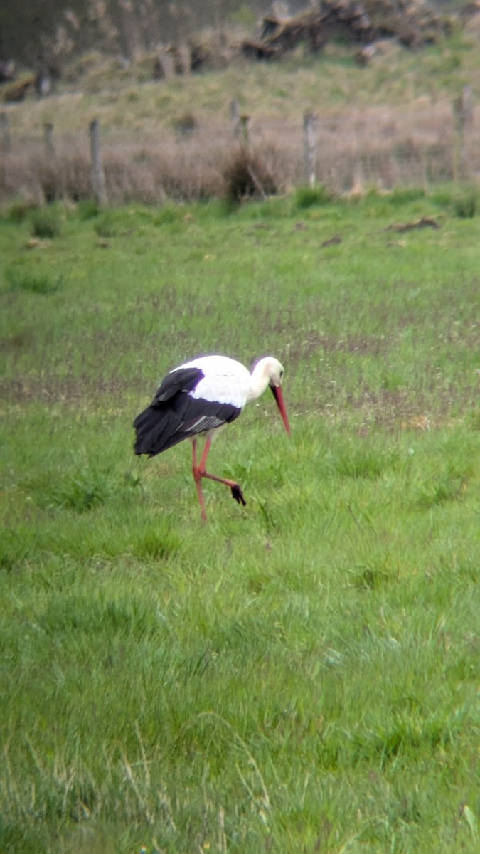White Stork - ML633652326