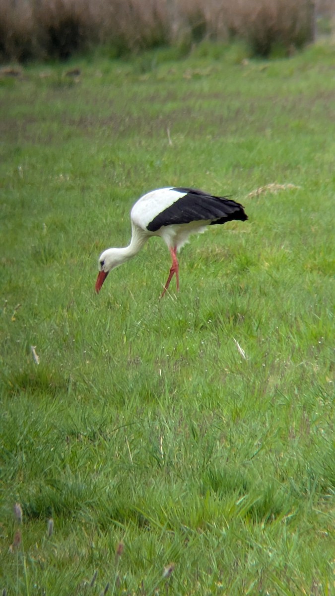 White Stork - ML633652327