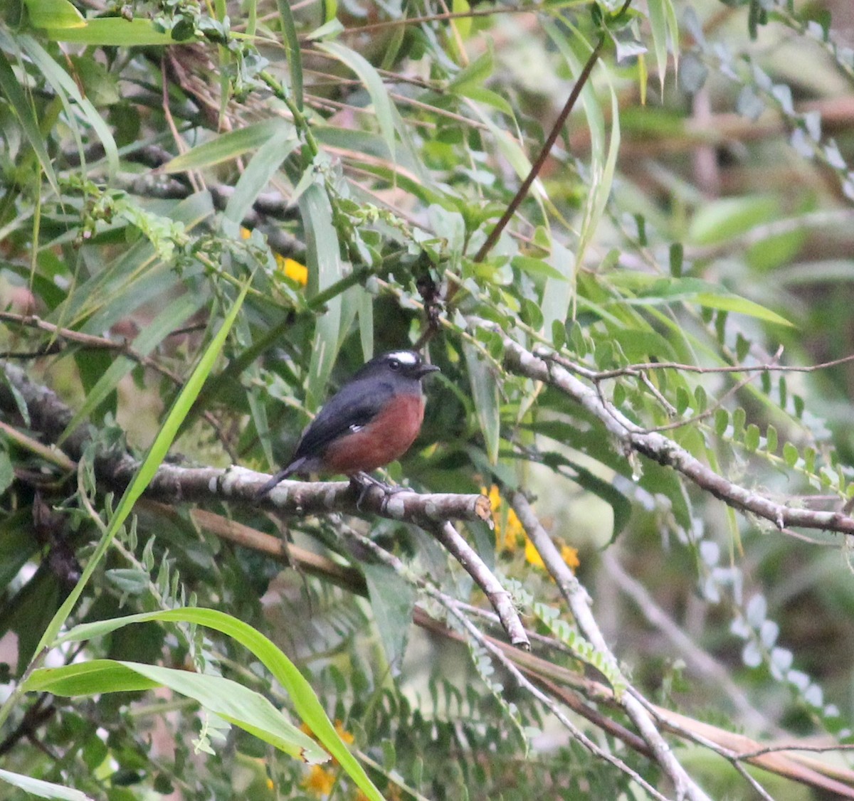 Chestnut-bellied Chat-Tyrant - ML633652337