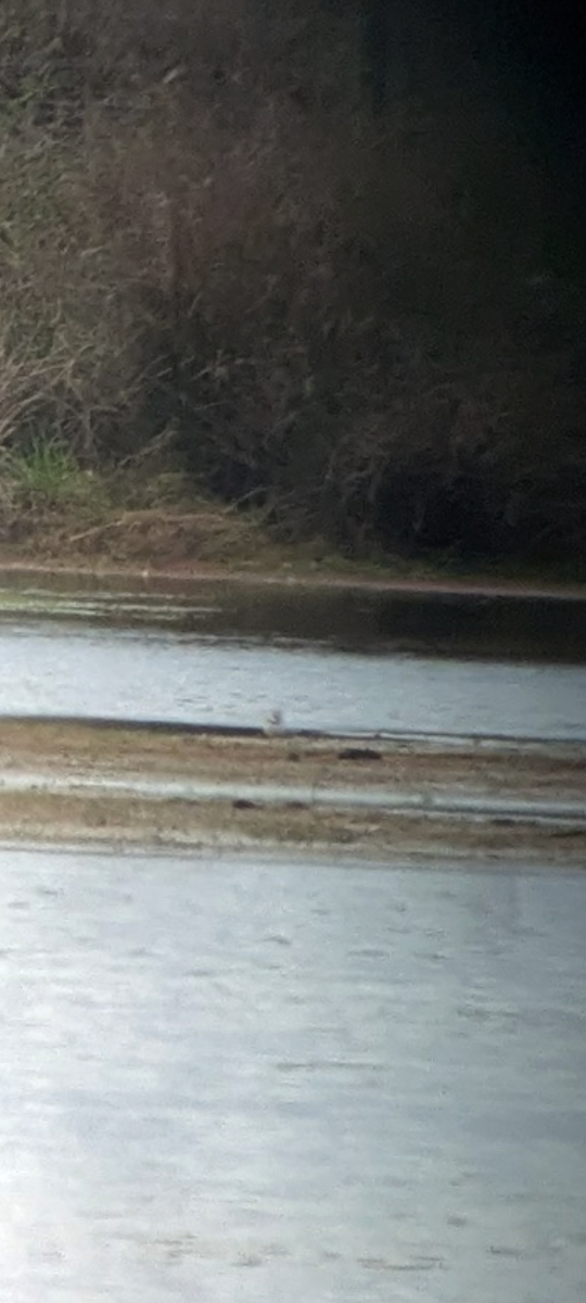 Little Ringed Plover - ML633652391