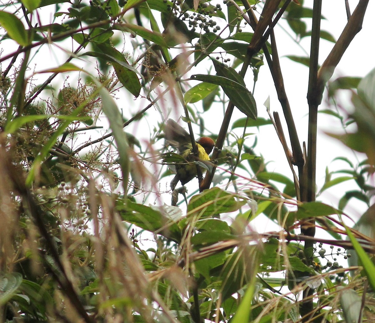 Rufous-crowned Tody-Flycatcher - ML633652394