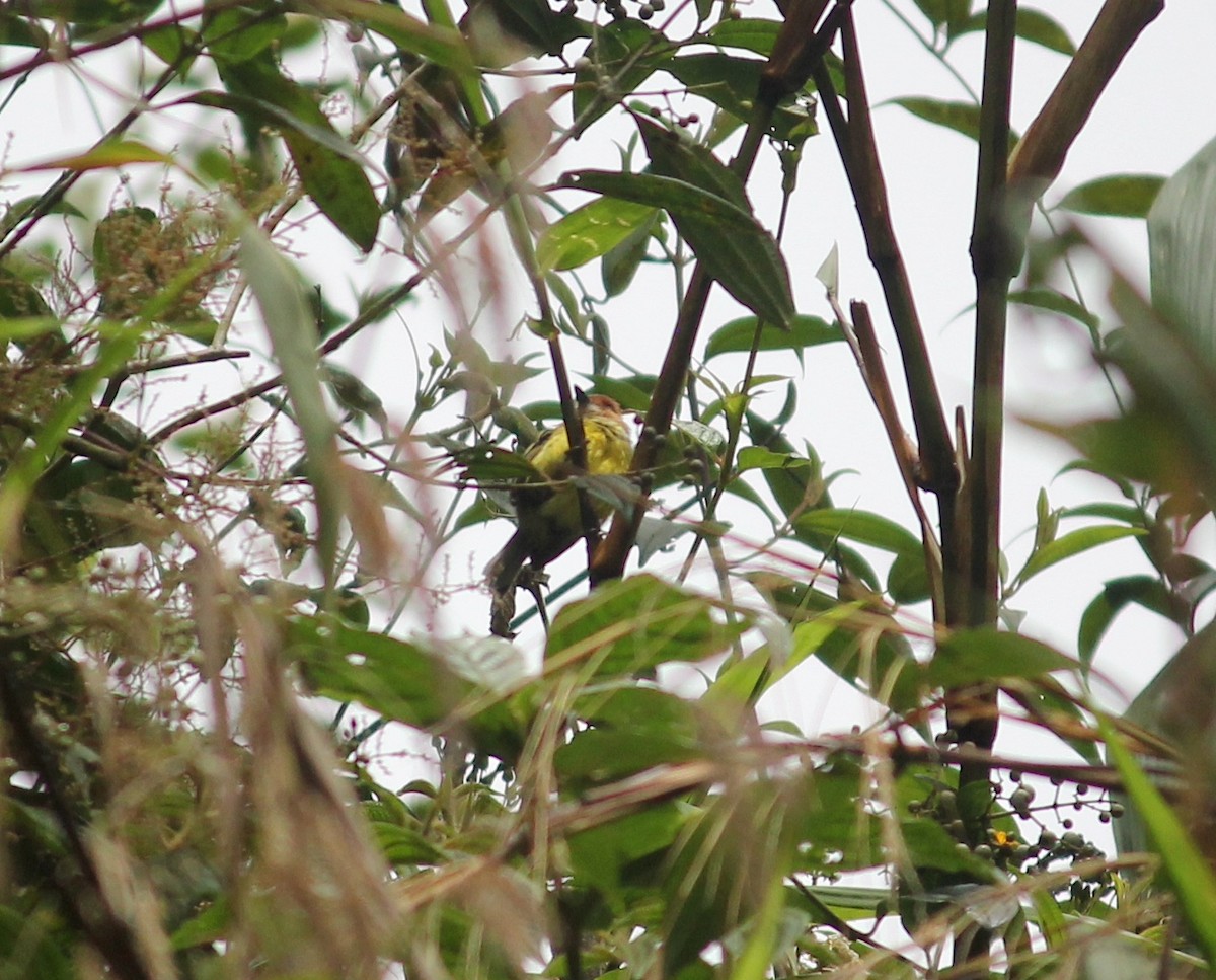 Rufous-crowned Tody-Flycatcher - ML633652395