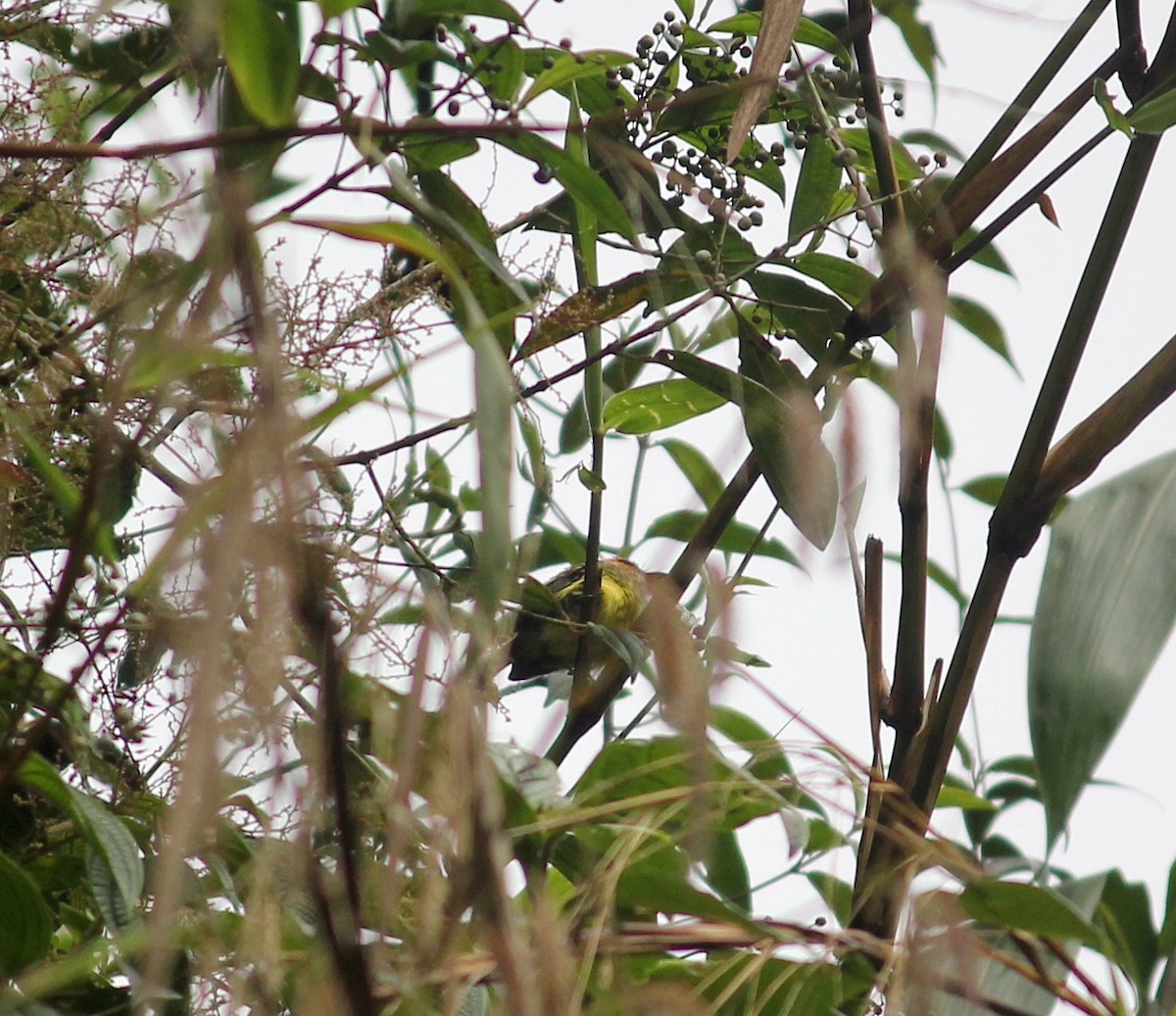Rufous-crowned Tody-Flycatcher - ML633652396