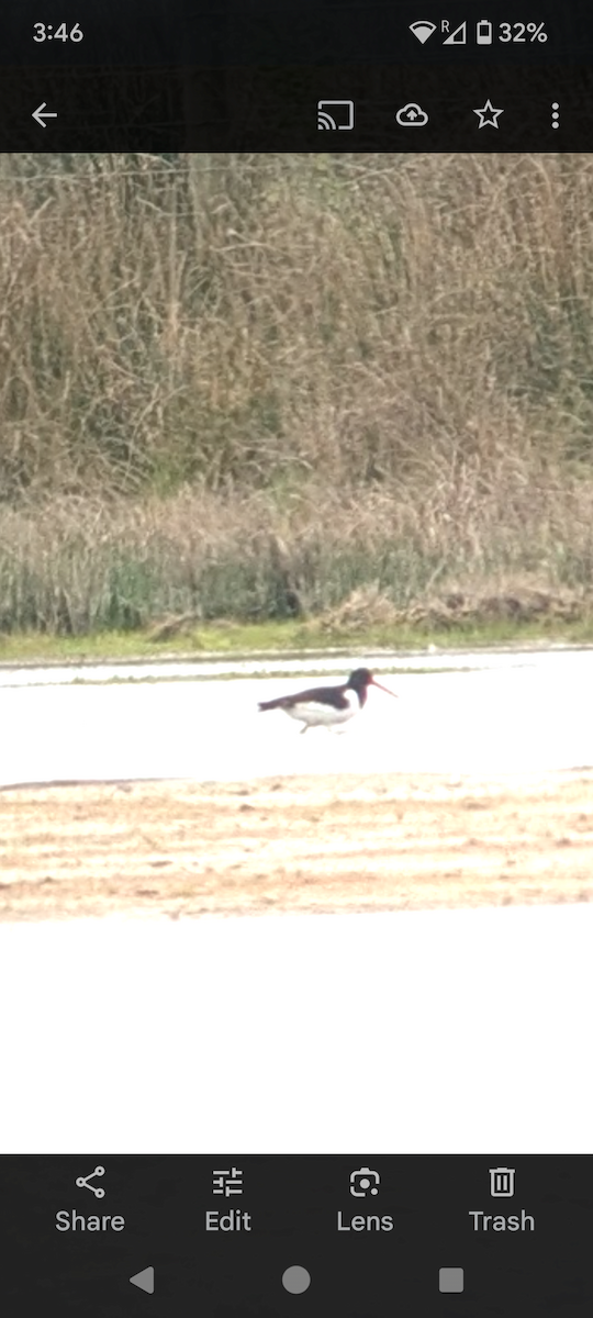 Eurasian Oystercatcher - ML633652440