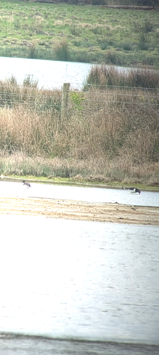 Eurasian Oystercatcher - ML633652441
