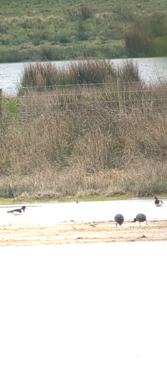 Eurasian Oystercatcher - ML633652442
