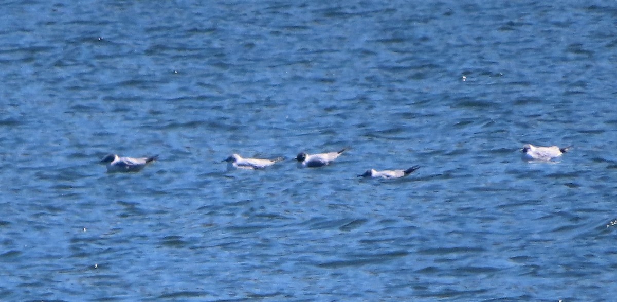 Bonaparte's Gull - ML633652447