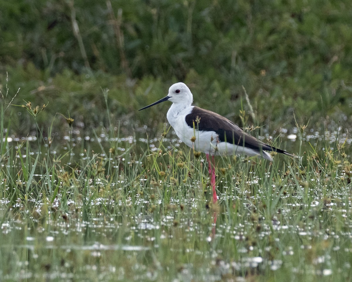 Black-winged Stilt - ML633652450