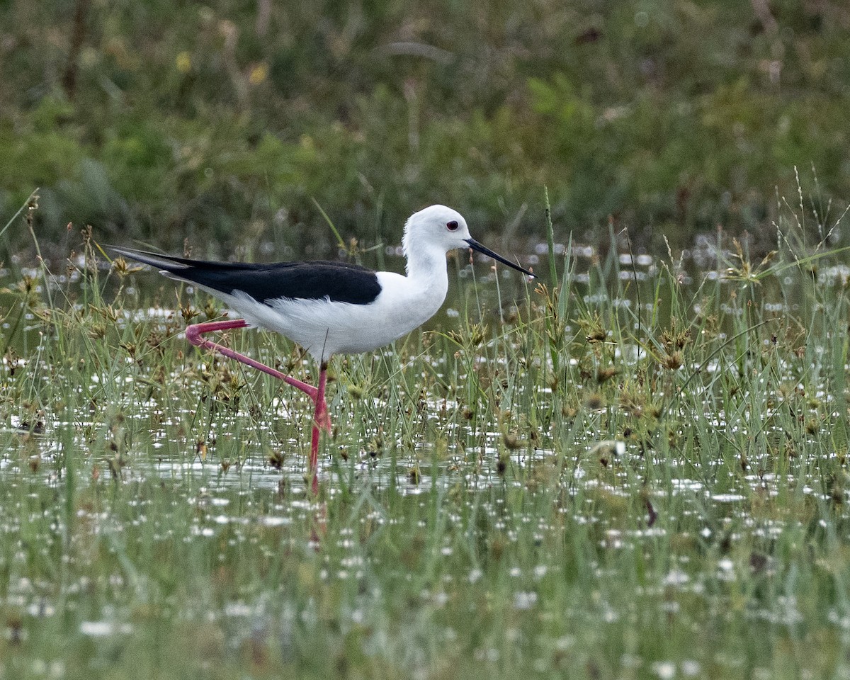 Black-winged Stilt - ML633652451