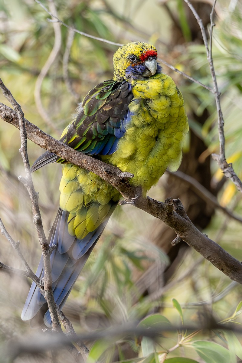 Green Rosella - ML633652576