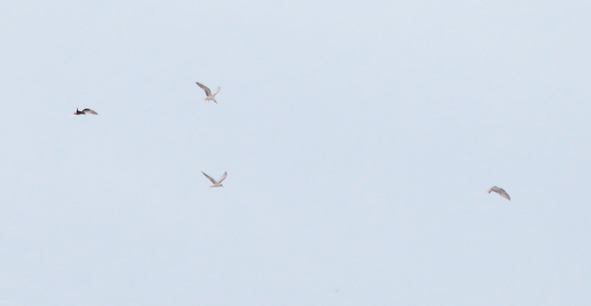 White-winged Tern - ML63365271