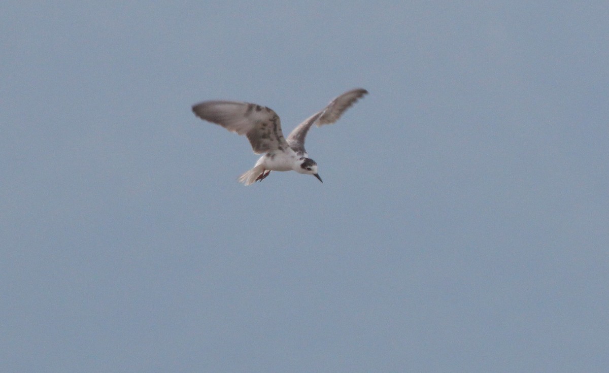 White-winged Tern - ML63365291