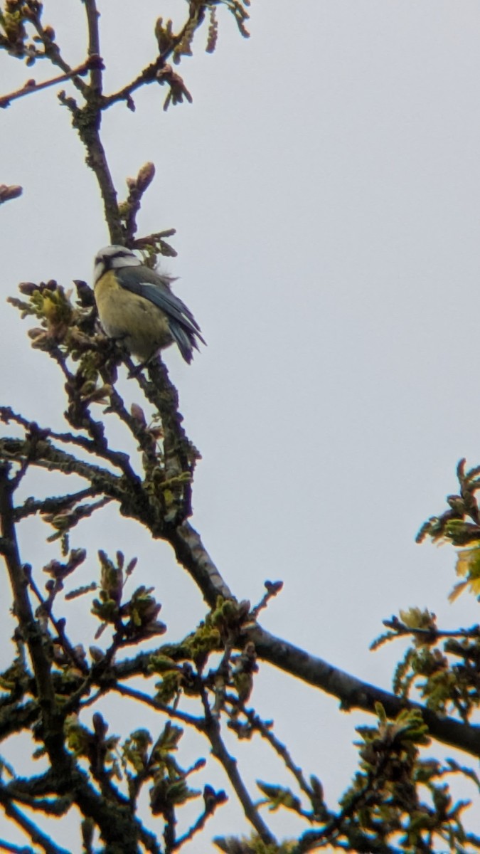 Eurasian Blue Tit - ML633652912